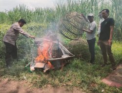 Polsek Prambon Tinjau Jatikalang, Dipastikan Nihil Aktivitas Sabung Ayam
