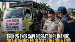 Diduga Pakai Dokumen Palsu, Truk Muat 25 Ekor Sapi Dicegat di Pelabuhan Gilimanuk, Nama Oknum Polisi Terseret